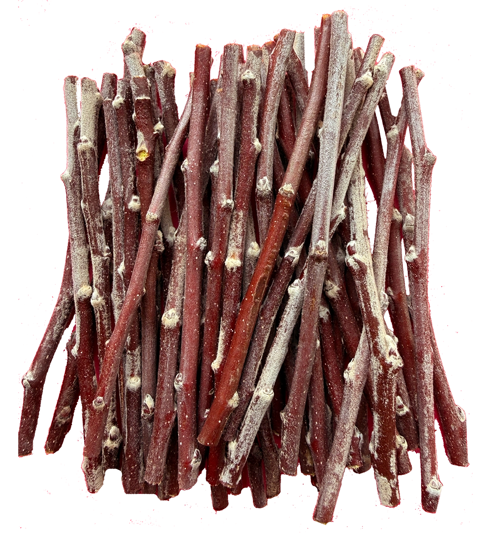 Porter's Perfection Scionwood