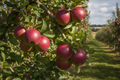 Winesap Scionwood