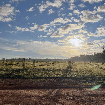 A view of new trees in the orchard at sunrise.