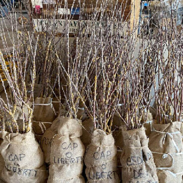 Young trees ready for planting.