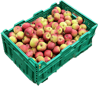 Cider apples