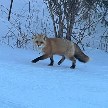 A young fox in the orchard in winter.